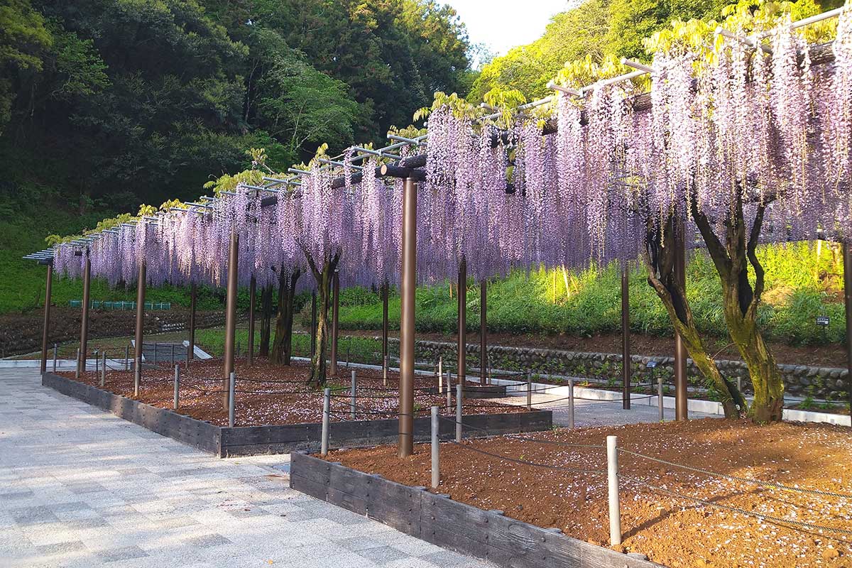 令和2年度 蓮華寺池公園和風庭園藤棚改修工事